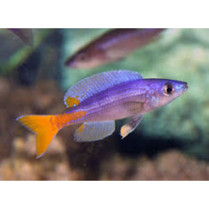 Cyprichromisleptosoma "Utinta" Sardine Cichlid (CHD-163)