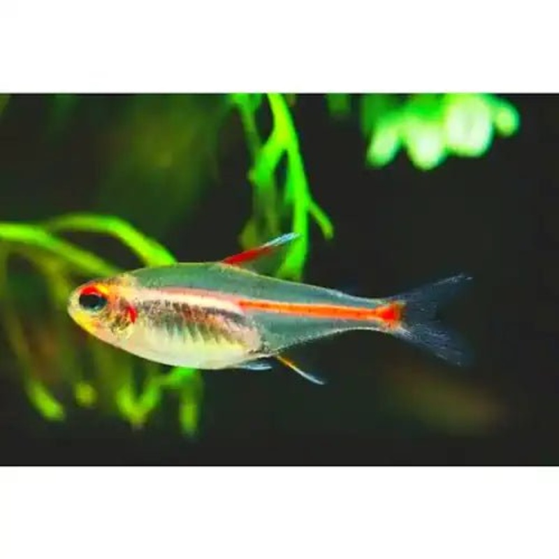 Glowlight Tetra