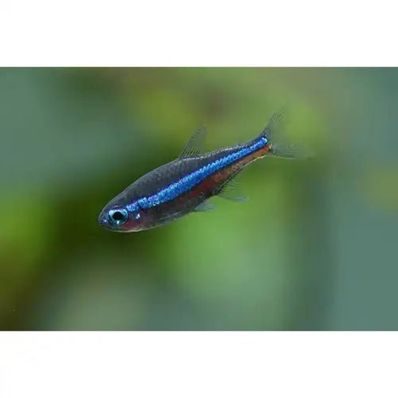 Green Neon Tetra