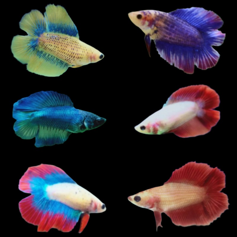 Live Betta Fish Double Tail Mix Color Halfmoon | BUY 4 GET 1 FREE! (CBG-020) R7A08