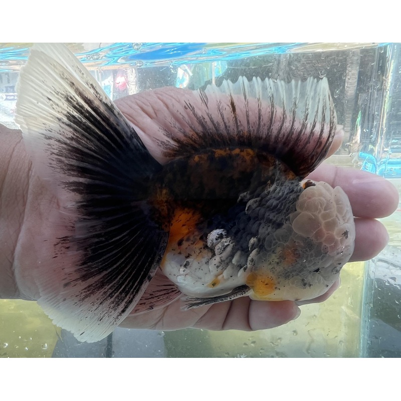 Live Fancy Goldfish Premium Select Our Choice Short Body SMALL BREED LONG TAIL CALICO / TIGER / KIRIN / BLUE KIRIN / SAKURA Oranda GROW UP TO 2.5-3.5'' BODY(CGF-033)