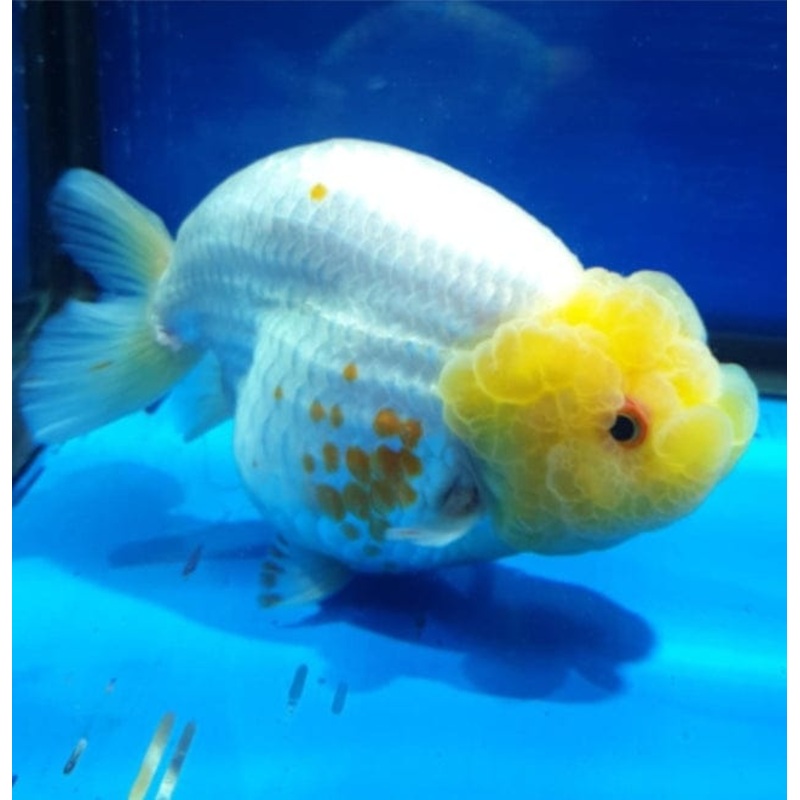 Live Fancy Goldfish Premium Select  Our Choice Thai Hybrid Ranchu Big Structure/Giant TVR Special White Lemon Head Grow up to Over 6'' BODY (CGF-087)