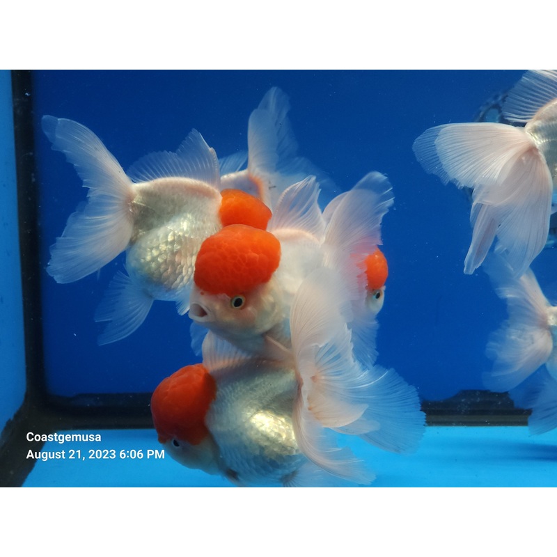 Live Fancy Goldfish Premium Select Our Choice Thai Red Cap Stocky Body Oranda 3.5'' inch Body Large (CGF)