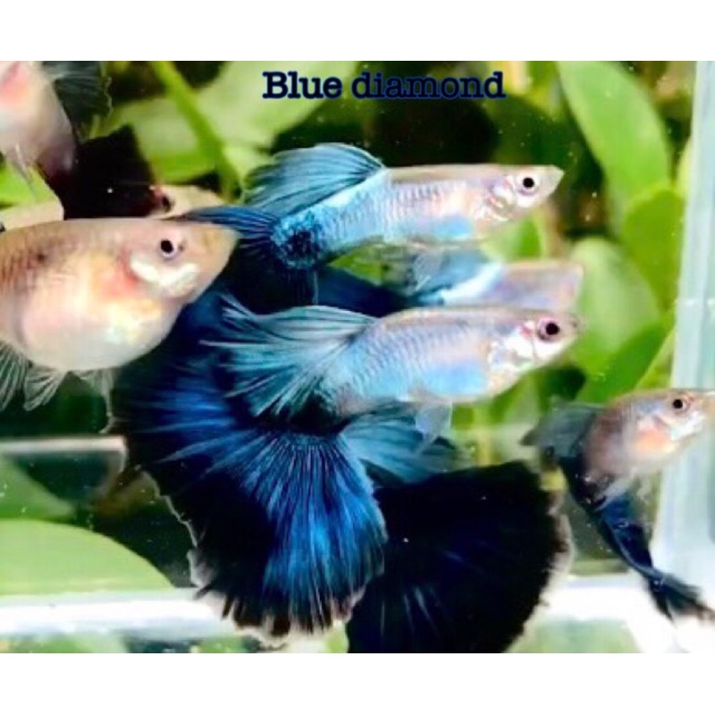 Live Fancy Guppy Fish Premium Quality Blue Diamond Big Tail (CGP-093)