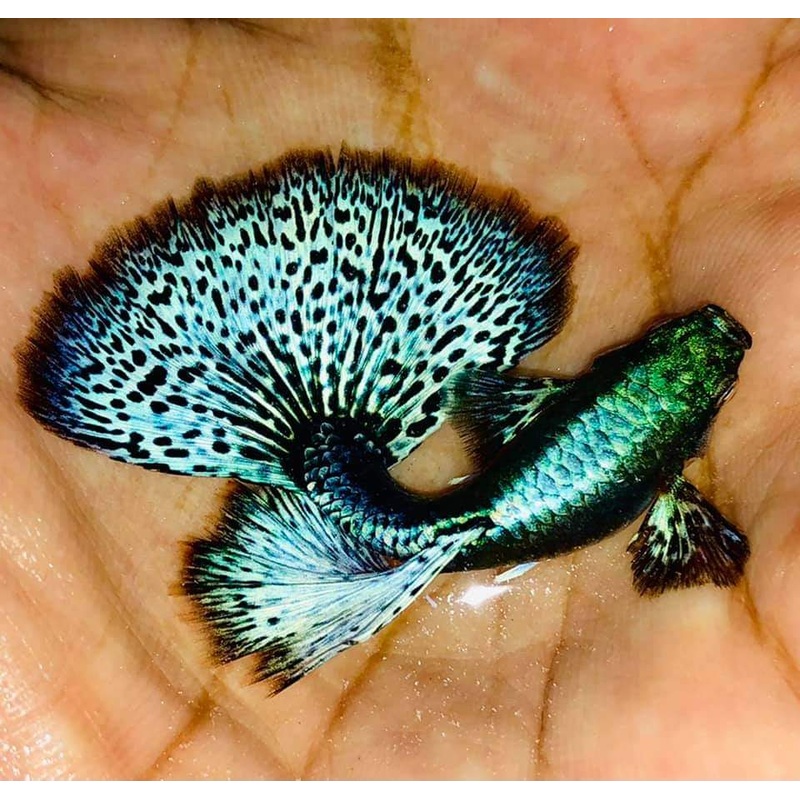 Live Fancy Guppy Fish Premium Quality Blue/Green Dragon Big Ear (CGP-019)