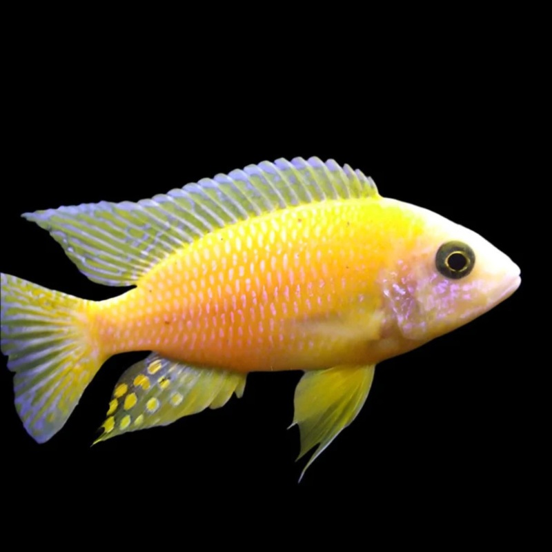 Live Fish African Cichlid Golden Peacock Cichlid (Aulonocara sp.)