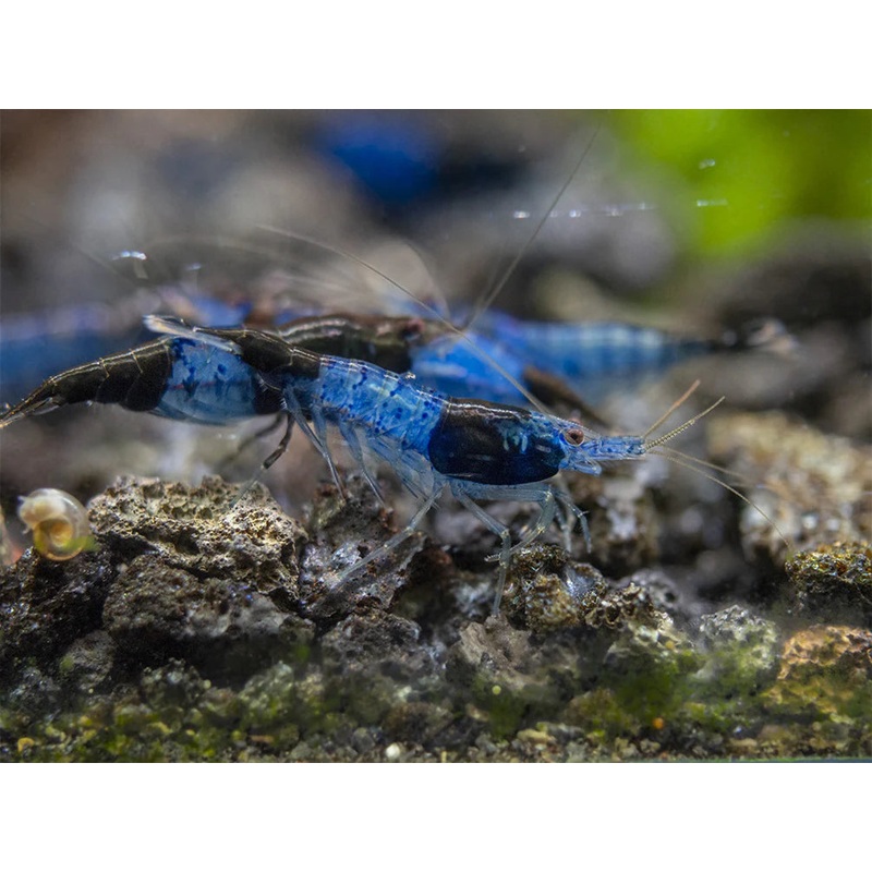 Live Freshwater Aquarium Blue Carbon Rili Shrimp Fancy Quality 5/$25, 10/$45, 20/$70 (FS-011)