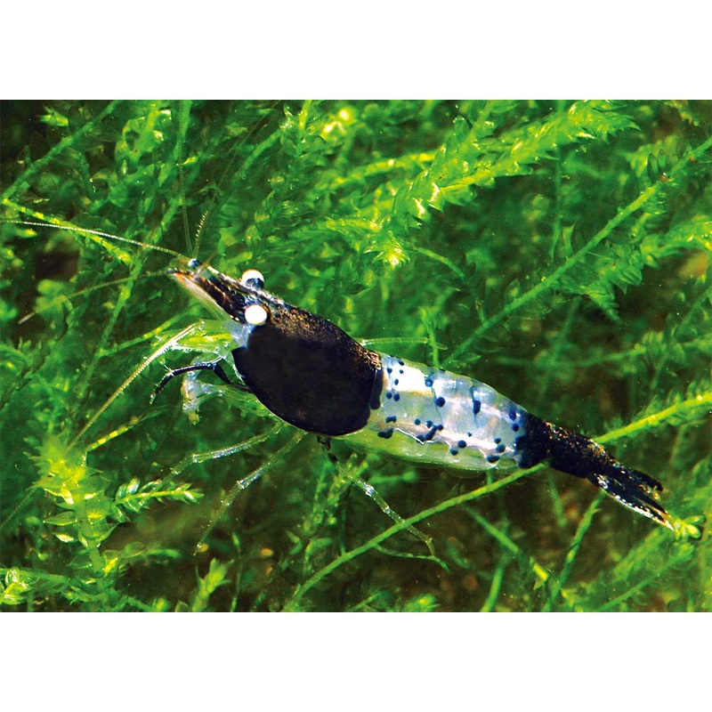 Live Freshwater Aquarium Fancy Shrimp Black Rili High Quality 5/$25, 10/$45, 20/$70 (Neocaridina sp.)(FS-006)