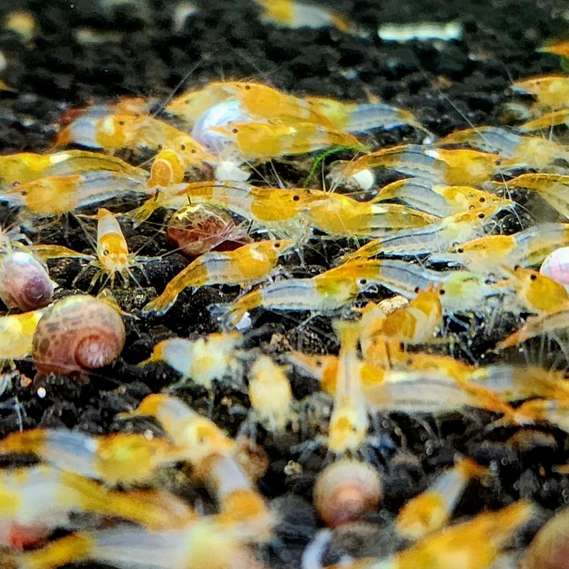 Live Freshwater Aquarium High Quality Orange Rili Shrimp 5/$25, 10/$45, 20/$70 (Neocaridina sp.)(FS-021)