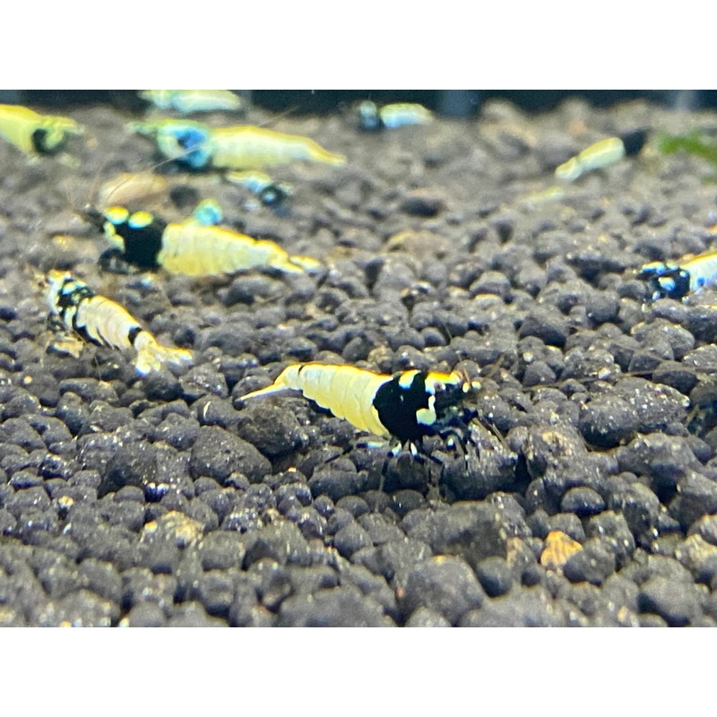 Live Freshwater Aquarium Shrimp Black Pinto (Caridina)