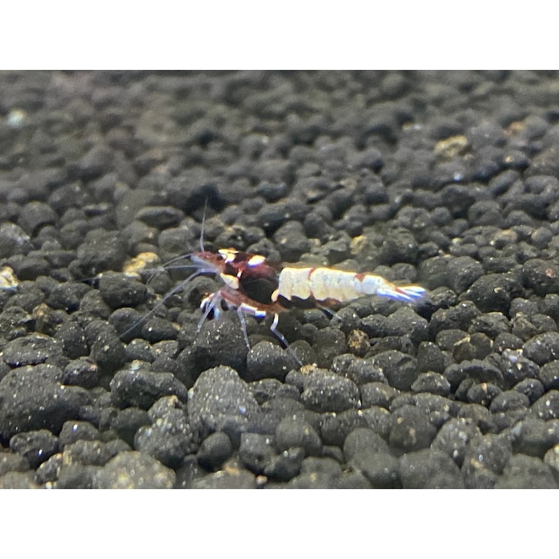 Live Freshwater Aquarium Shrimp Red Pinto (Caridina)