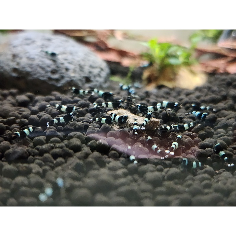 Live Freshwater Aquarium Shrimp Shadow Panda (Caridina)