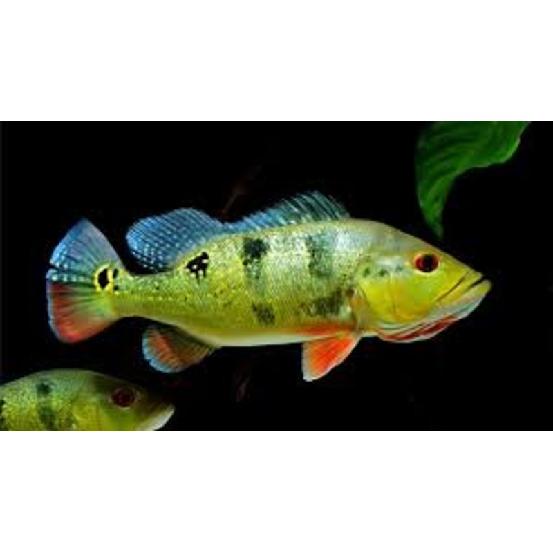 Live Freshwater Bass Ocellaris Peacock Bass 2.00 inch