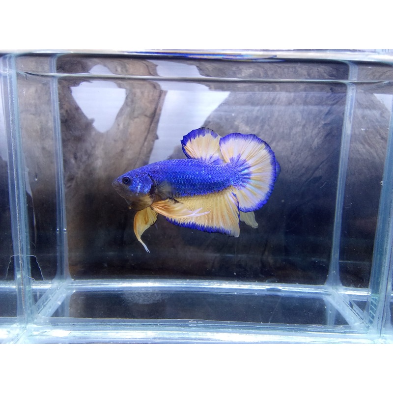 Live Freshwater Betta Male Plakat Premium Quality Multi Color Mustard Mustard (CBM-1037) Our Choice BUY 4 GET 1 FREE! MIX & MATCH