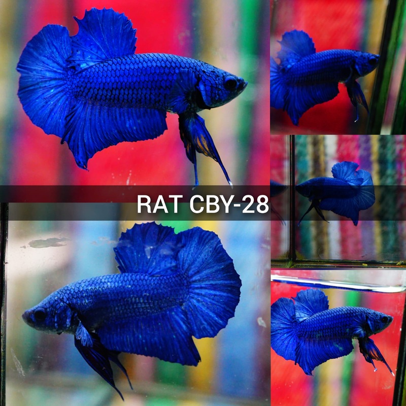 Live Freshwater High Quality Royal Blue Plakat Male Betta (CBM-1034)Our Choice BUY 4 GET 1 FREE! MIX & MATCH