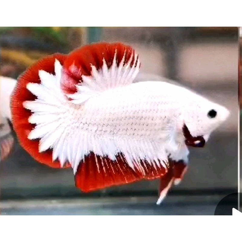 Live Freshwater Premium Select Betta Plakat Male Red Snow Fancy Star Tail(CBM-1041) Our Choice BUY 4 GET 1 FREE! MIX & MATCH