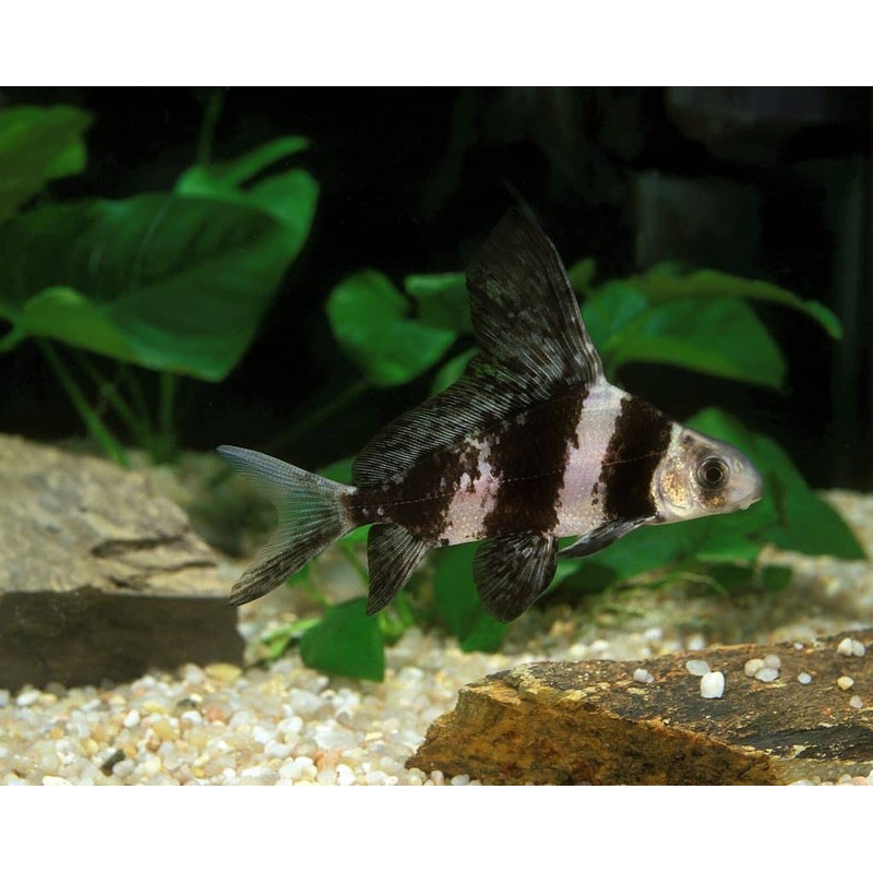 Live Pond Fish Hi Fin Banded Loach 4.00 inch