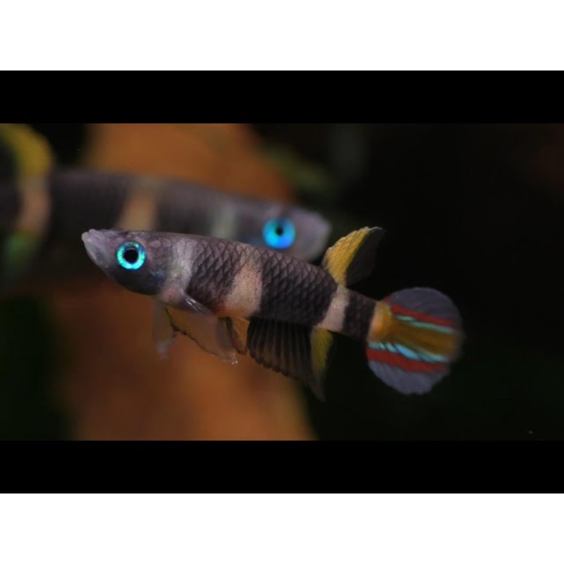 Live Tropical Freshwater Clown Killifish / Rocket Killifish (Epiplatys annulatus) R13B17