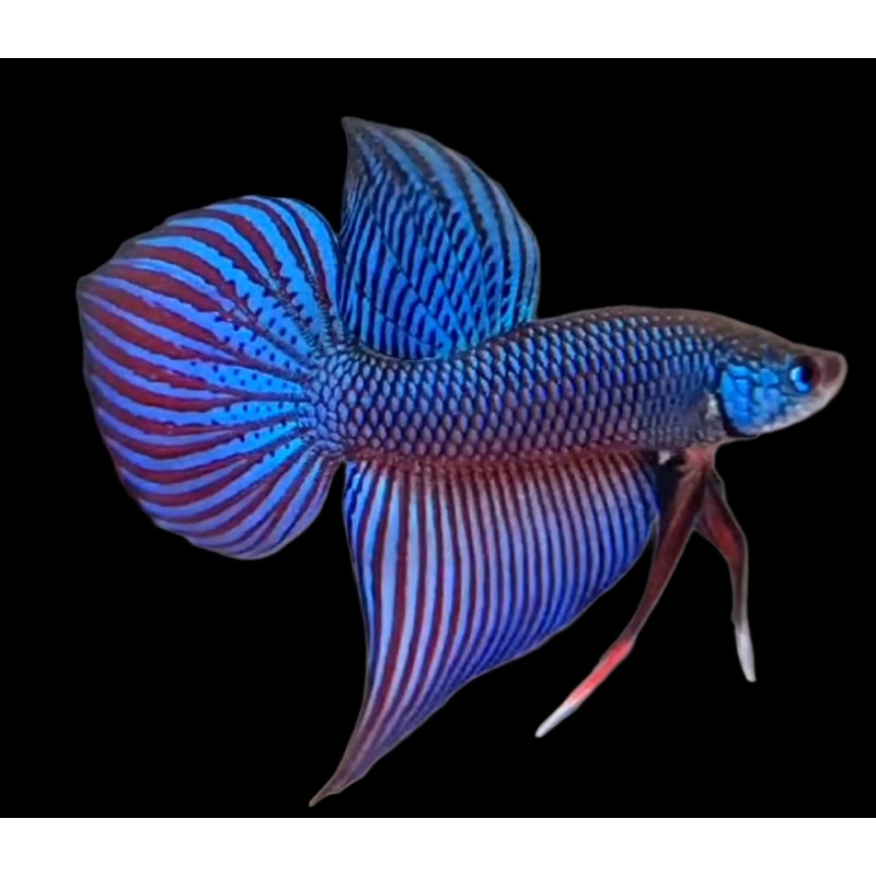 Live Wild Betta Male Blue Guitar Smaragdina (CBM-1057)Our Choice BUY 4 GET 1 FREE MIX & MATCH
