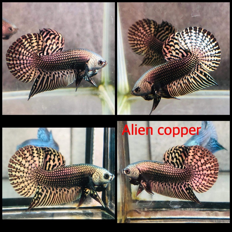 Live Wild Betta Male Copper Alien (CBM-1049) BUY 4 GET 1 FREE MIX & MATCH