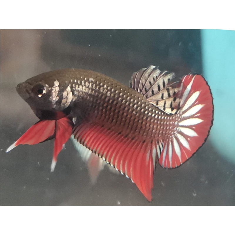 Live Wild Betta Male Copper Red tail Imbellis (CBM-1062)Our Choice BUY 4 GET 1 FREE MIX & MATCH