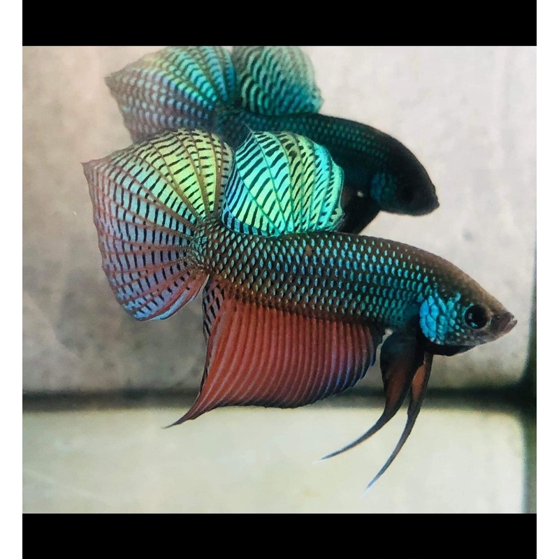 Live Wild Betta Male Green Guitar Smaragdina (CBM-1059) BUY 4 GET 1 FREE MIX & MATCH