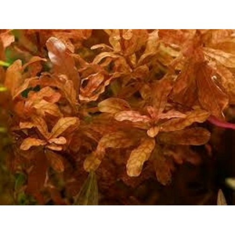 Ludwigia Inclinata