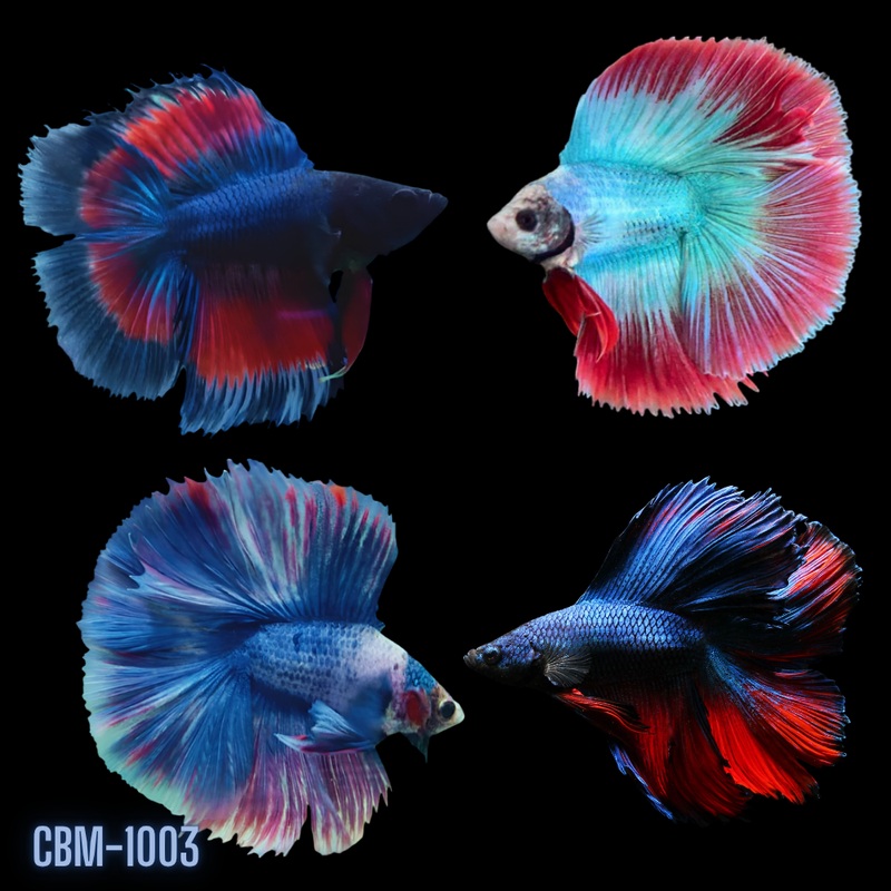Male Betta Fish Double Tail Halfmoon Dark Tone (CBM-1003)Our Choice BUY 4 GET 1 FREE MIX & MATCH