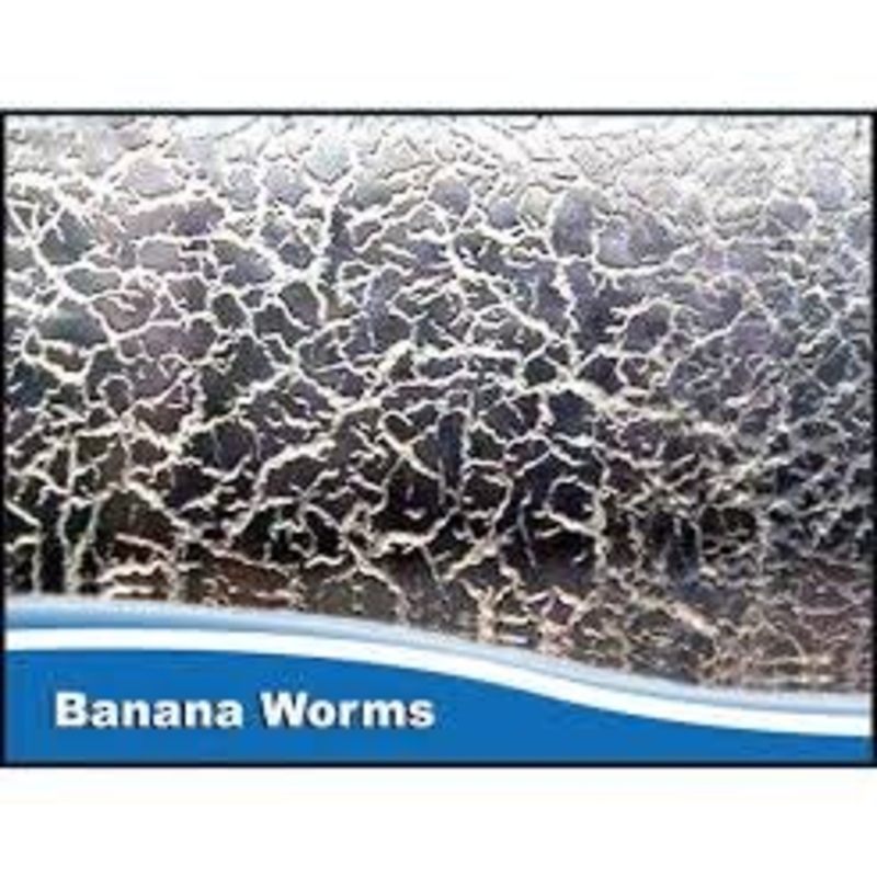 Micro Worms - Banana Worms Culture