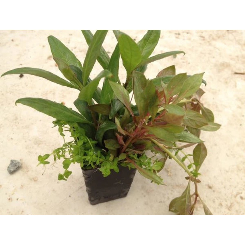 MIXED POT WITH 3-4 PLANTS