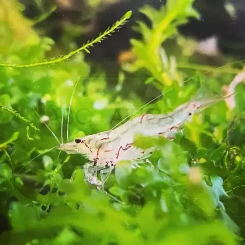 North Queensland Algae Shrimp