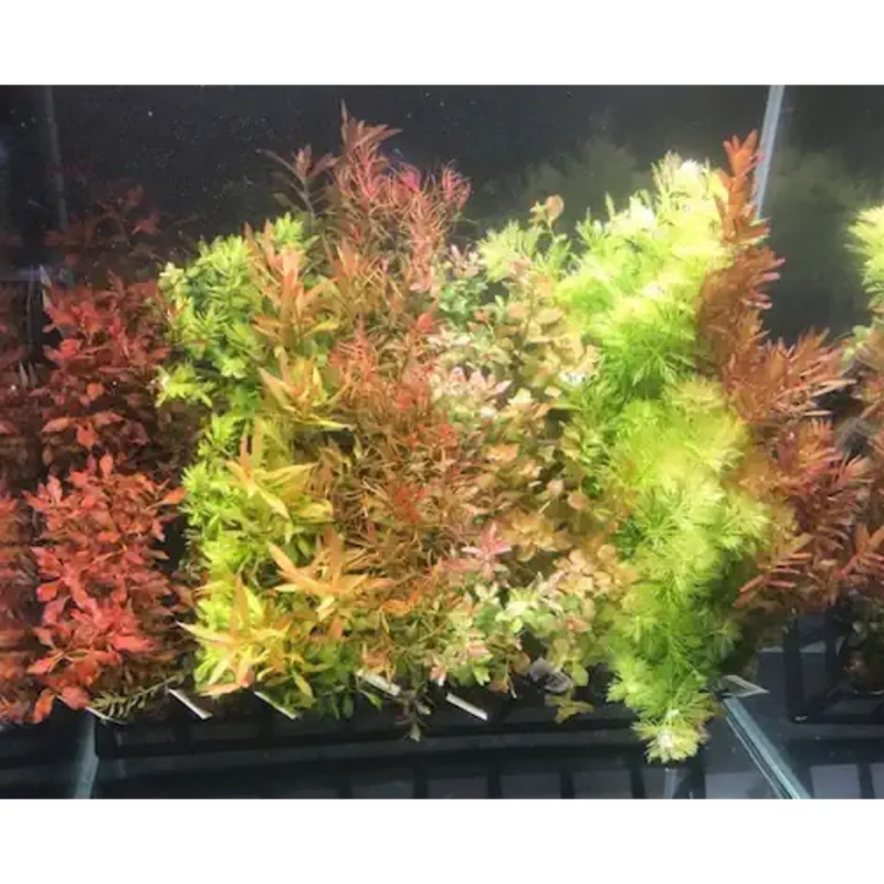 Plant Bunches Pack of 4 - Mix Bunches