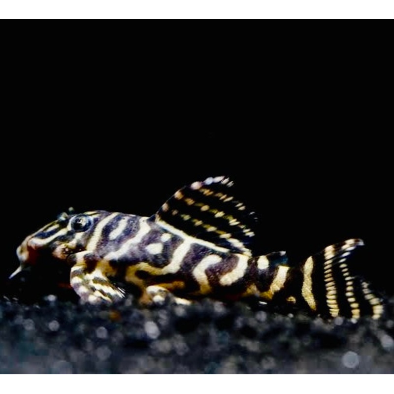 PLECO L340 Mega Clown Pleco