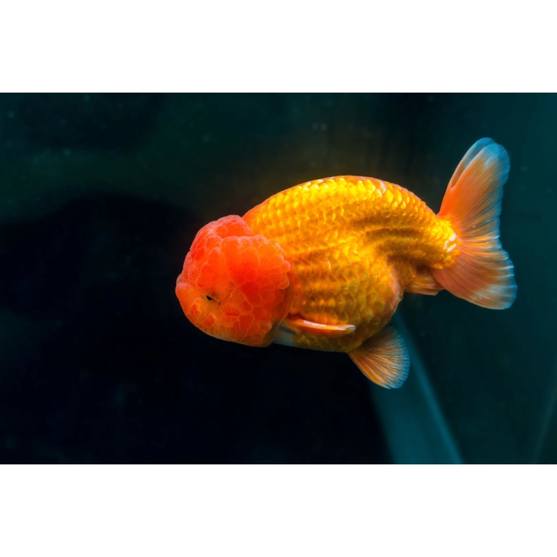 Premium Ranchu Goldfish