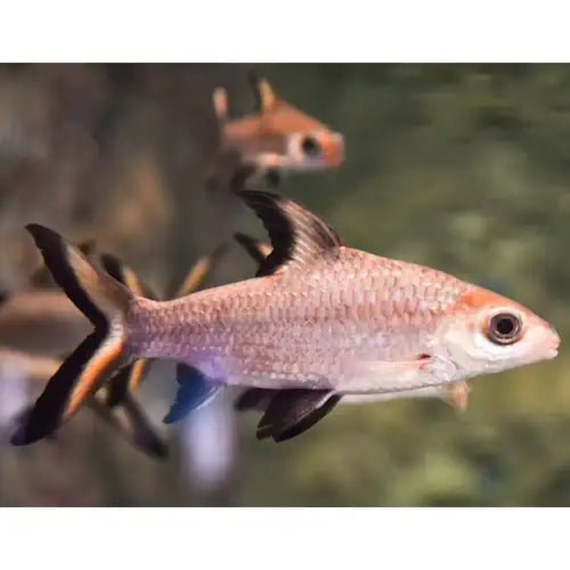Siver Shark (Bala Shark)