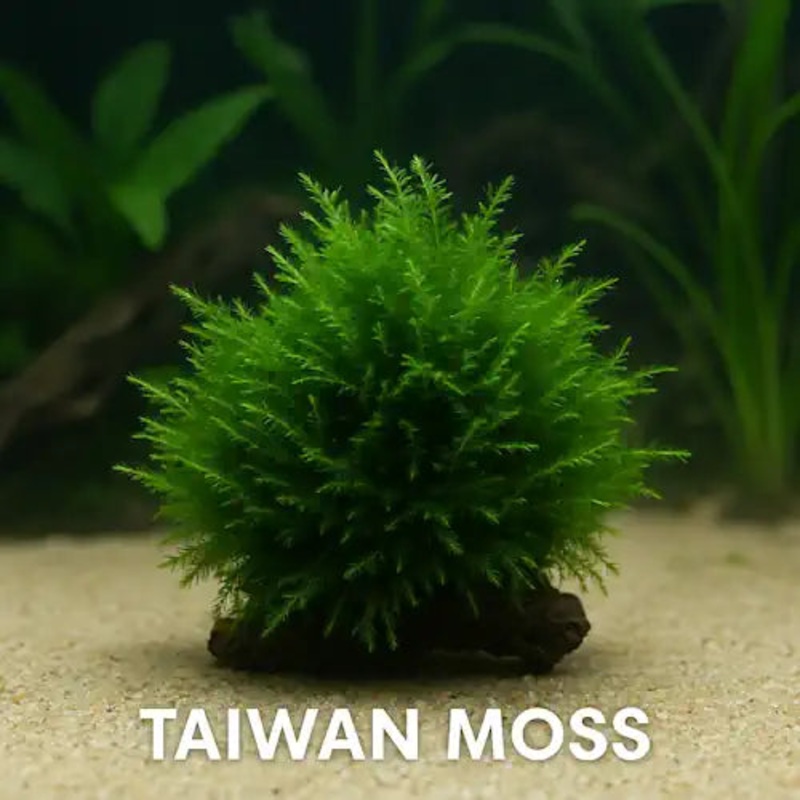 Taiwan Moss