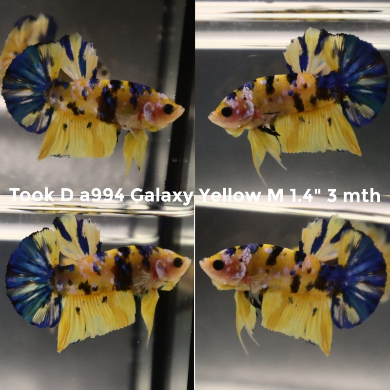 (TOOK-A994) YELLOW KOI GALAXY PLAKAT MALE BETTA
