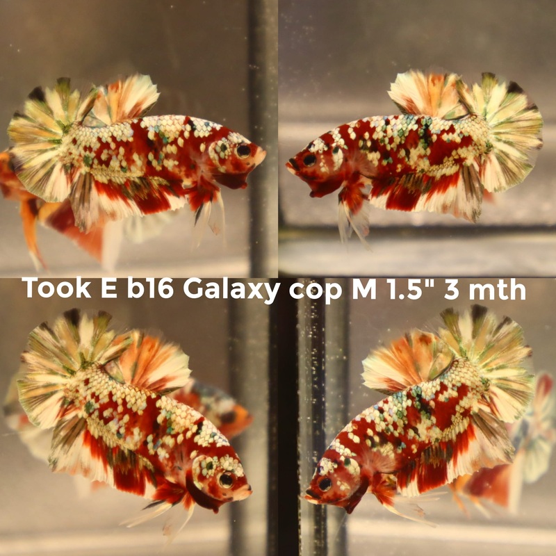 (TOOK-B16) GREEN COPPER GALAXY KOI PLAKAT MALE BETTA