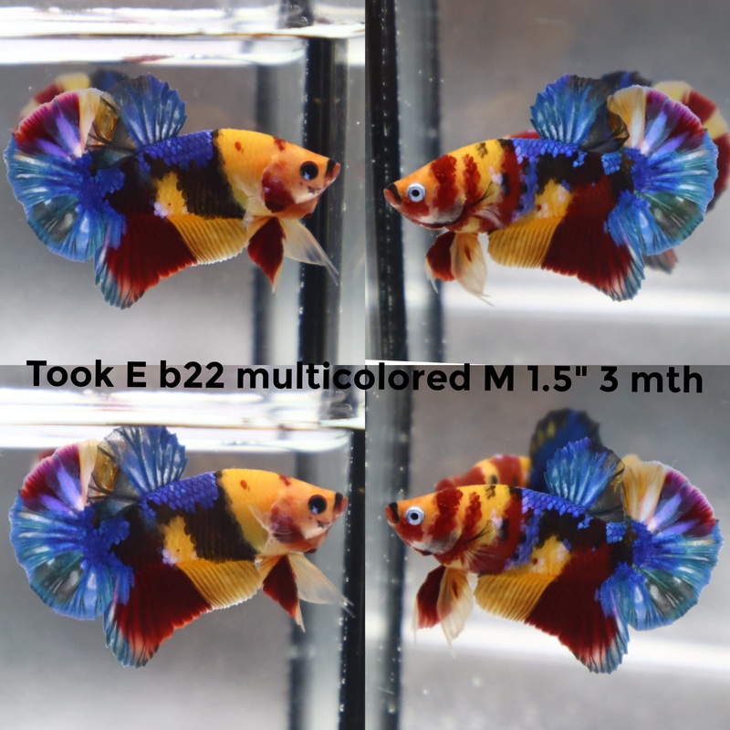 (TOOK-B22) YELLOW NEMO GALAXY MULTICOLOR PLAKAT MALE BETTA