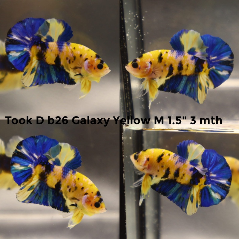 (TOOK-B26) YELLOW KOI GALAXY PLAKAT MALE BETTA