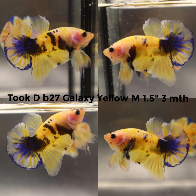 (TOOK-B27) YELLOW KOI GALAXY PLAKAT MALE BETTA