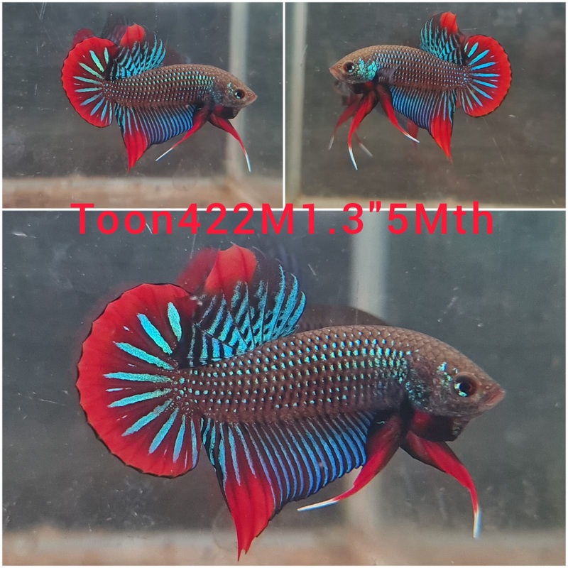 (TOON-422) BLUE IMBELLIS WILD MALE BETTA