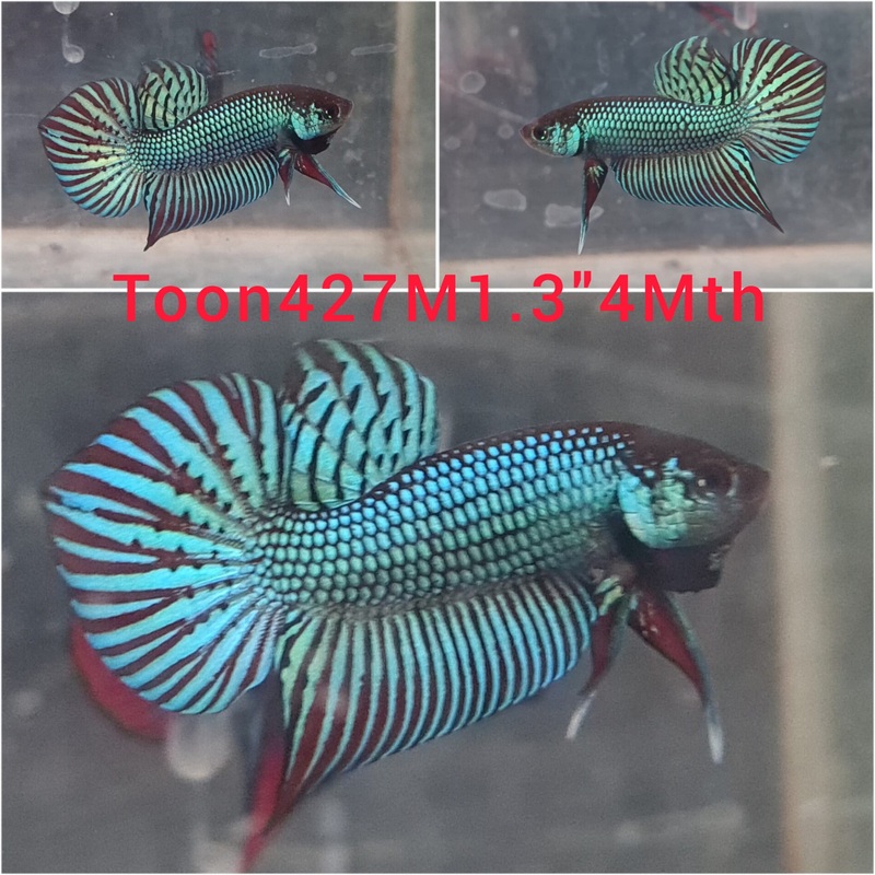 (TOON-427) HYBRID GREEN MAHACHAI MALE BETTA