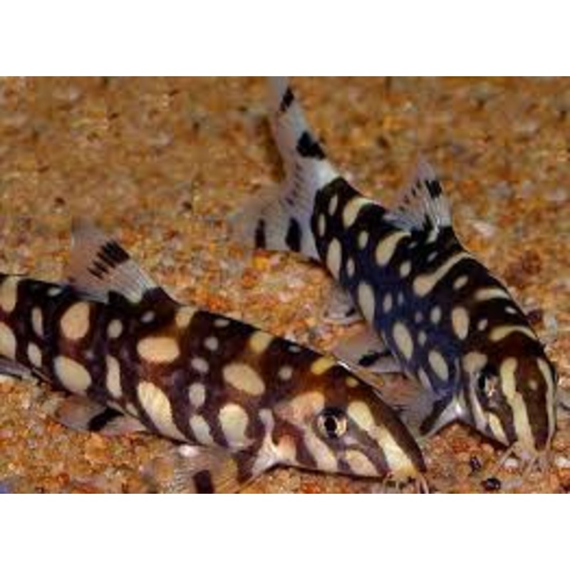 (TROP-150) Angelicus Loach (Botia kubotai) 2.00 inch