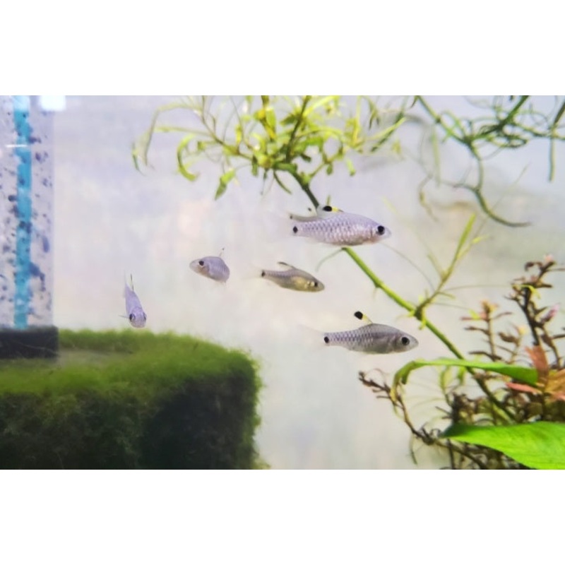 (TROP-197) 3 fish - Drape Fin Barb