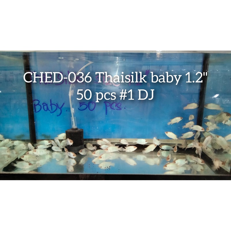 (Trop-256) U033  Juvenile Baby Thai Silk Flowerhorn 2''