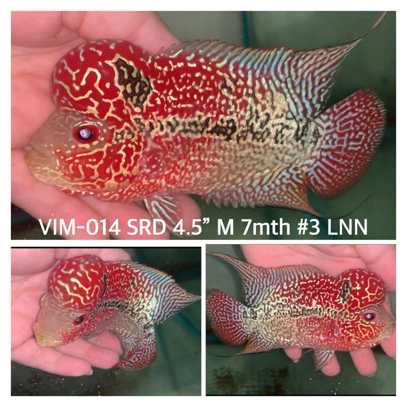 (VIM-014) SUPER RED KING KAMFA FLOWERHORN 4.5"INCH