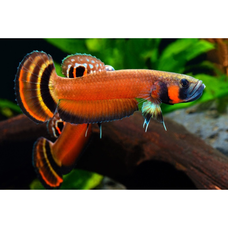 (WBP-11) Macrostoma wild betta pair