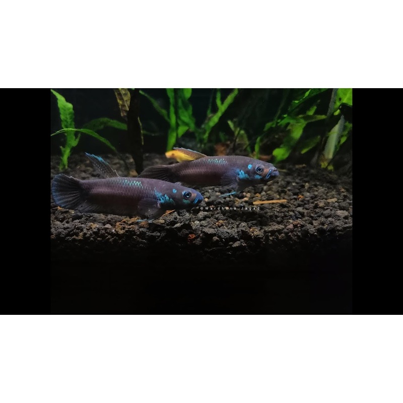 (WBP-12)Unimaculata Wahau wild betta pair