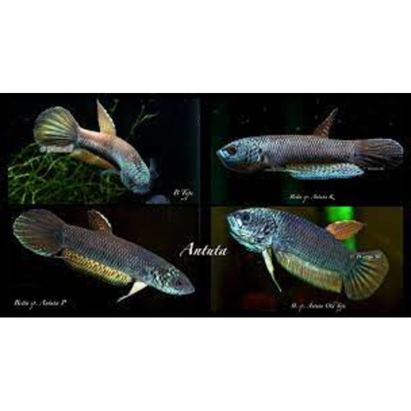 (WBP-13)Antuta full mask wild betta pair